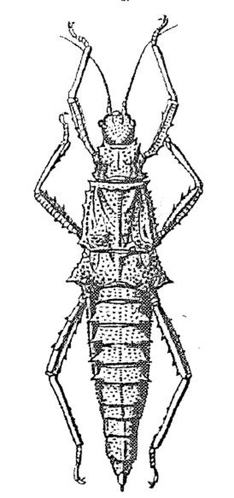 Tisamenus armadillo ex Redtenbacher