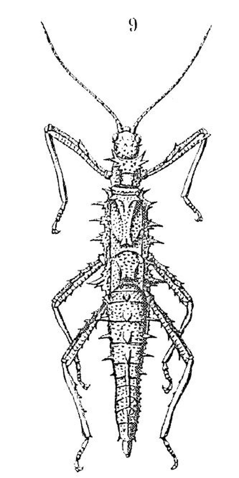 Tisamenus draconia ex Redtenbacher