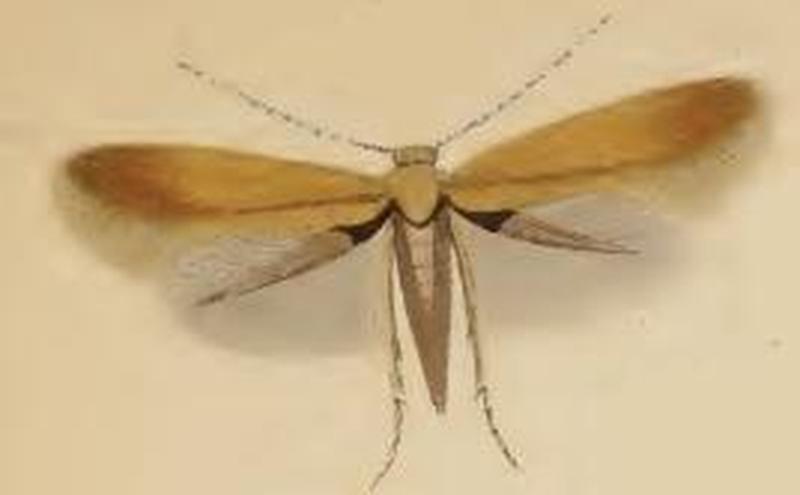 Tischeria ekebladella 1