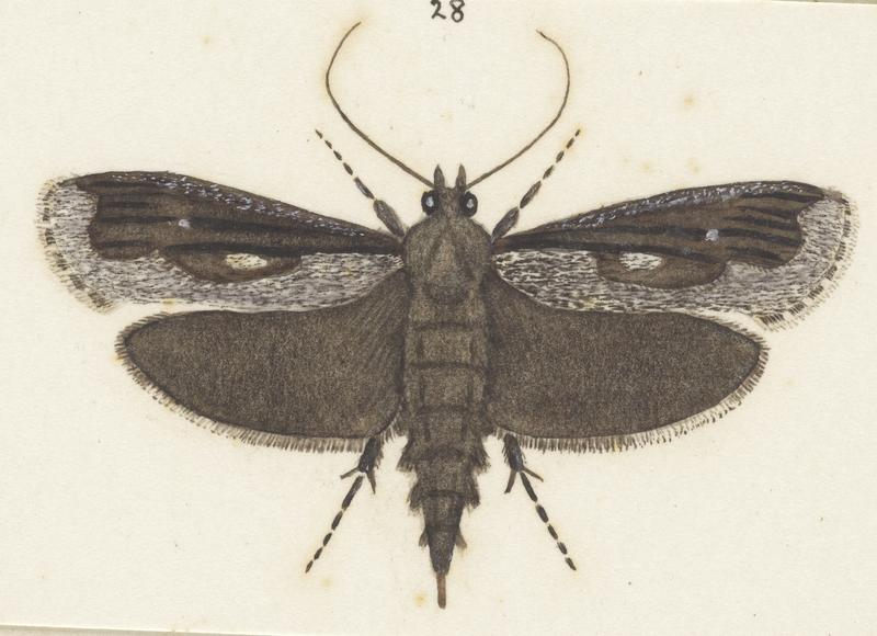 Plate XXV. The butterflies and moths of New Zealand. Detail: Titanomis sisyrota