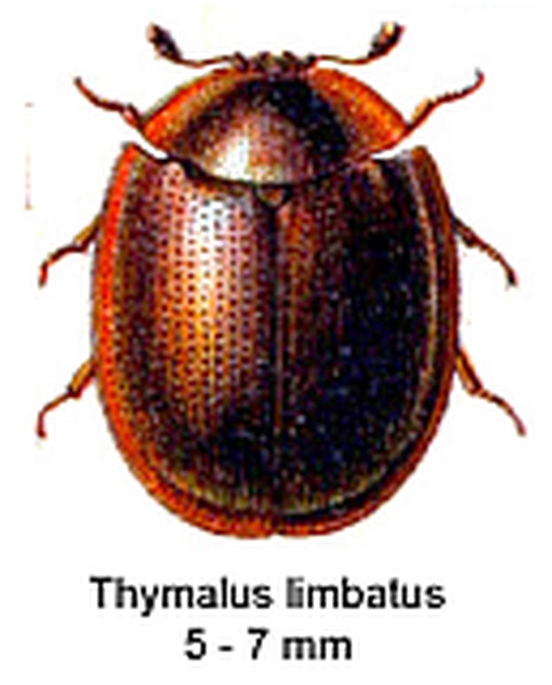 Thymalus limbatus