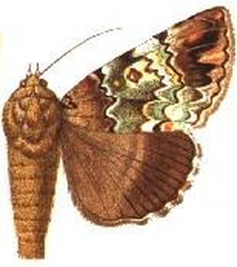 Tolna sypnoides female