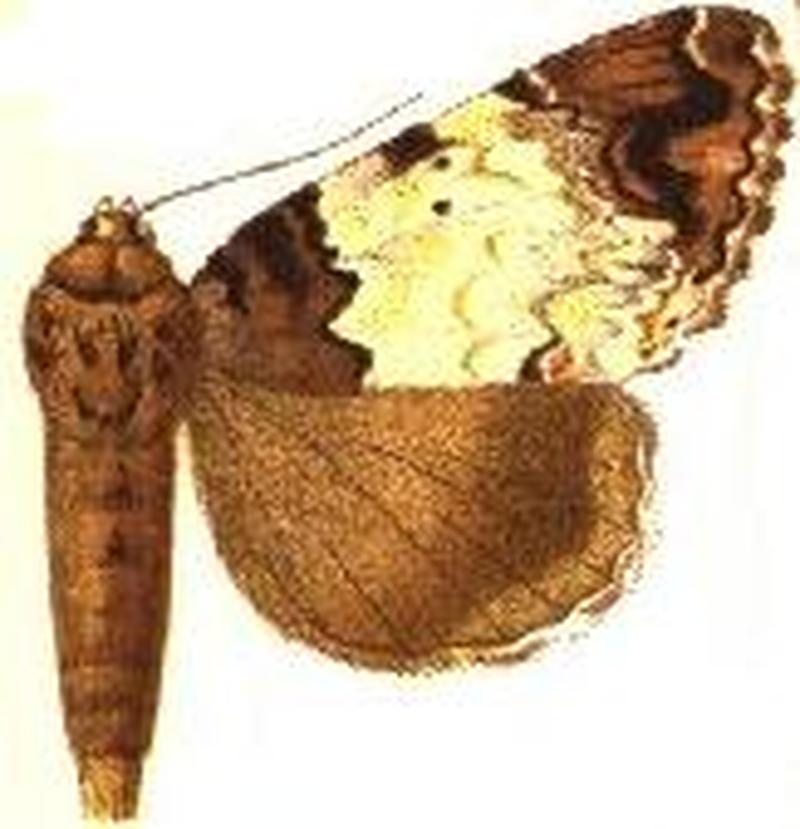 Tolna sypnoides male