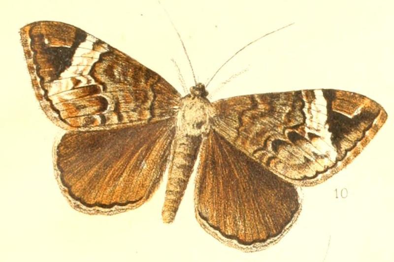 Tolna versicolorida