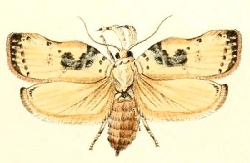 Tonica effractella