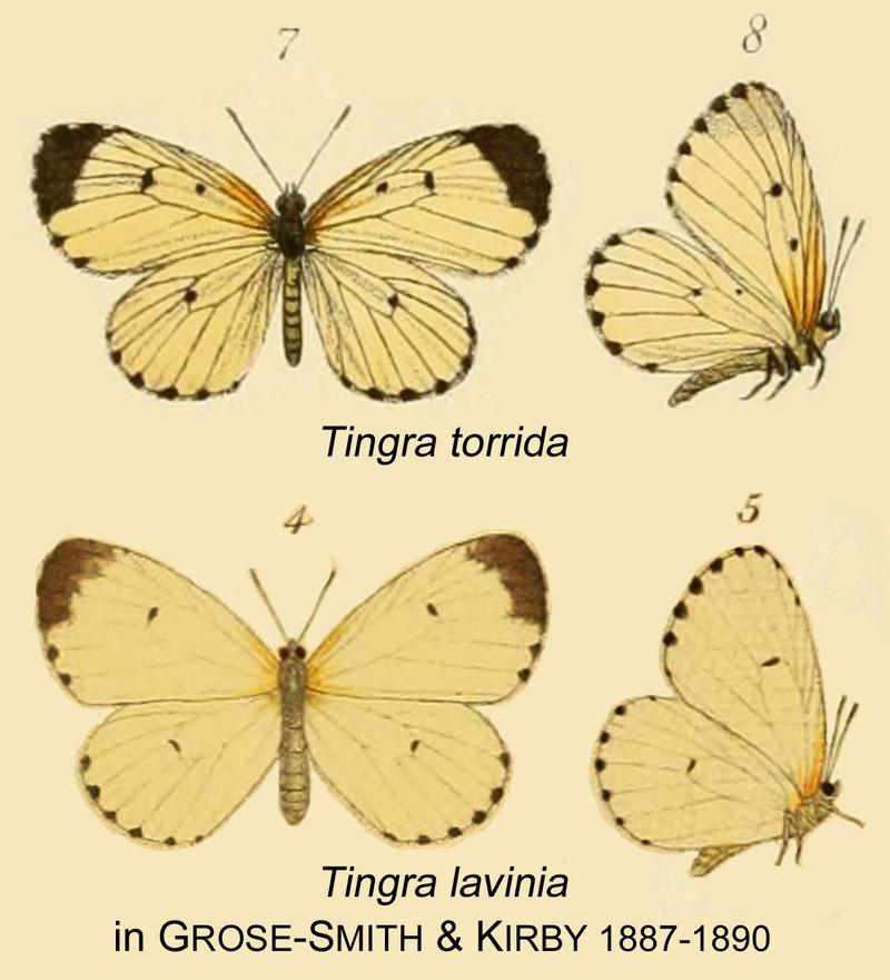 Torrida lavinia inGSK1887 1890