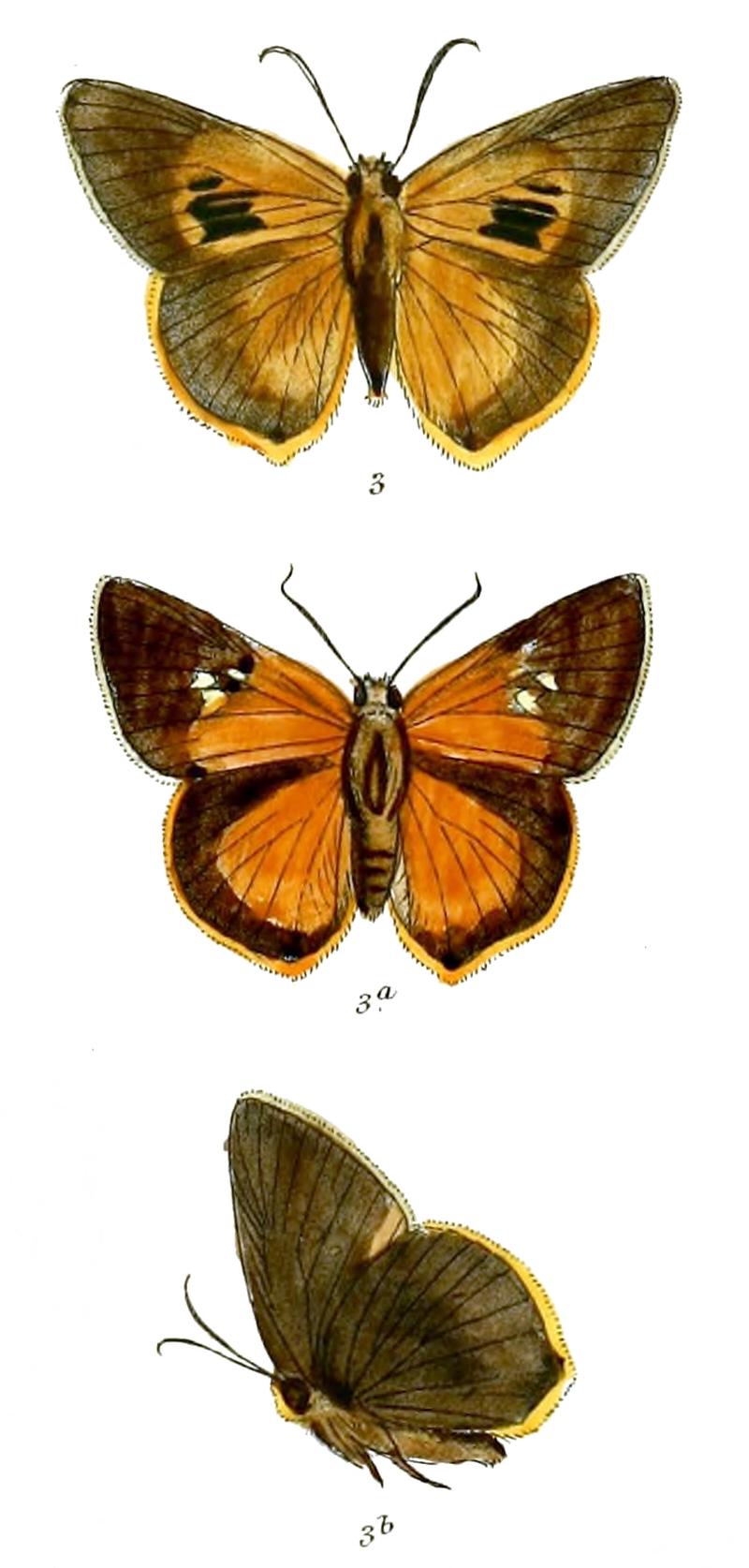 TothrixMahintha 747 3