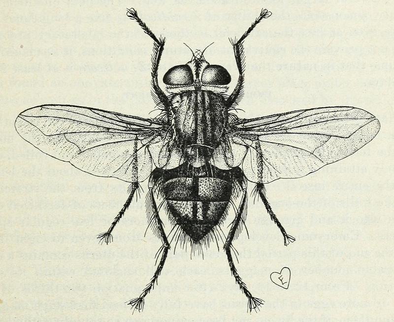 Townsendiellomyia nidicola