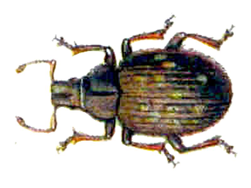 Trachyphloeus laticollis