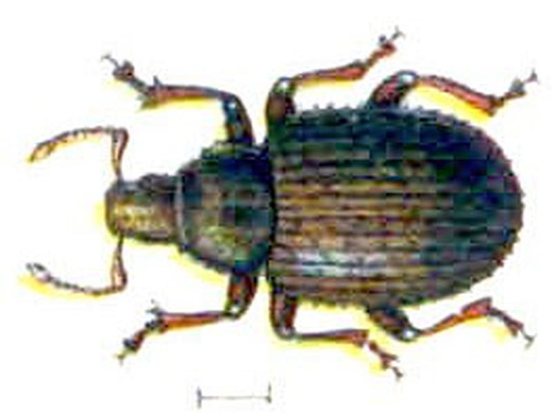 Trachyphloeus spinimanus