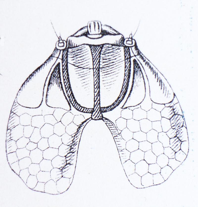 Trachys minutus larva under