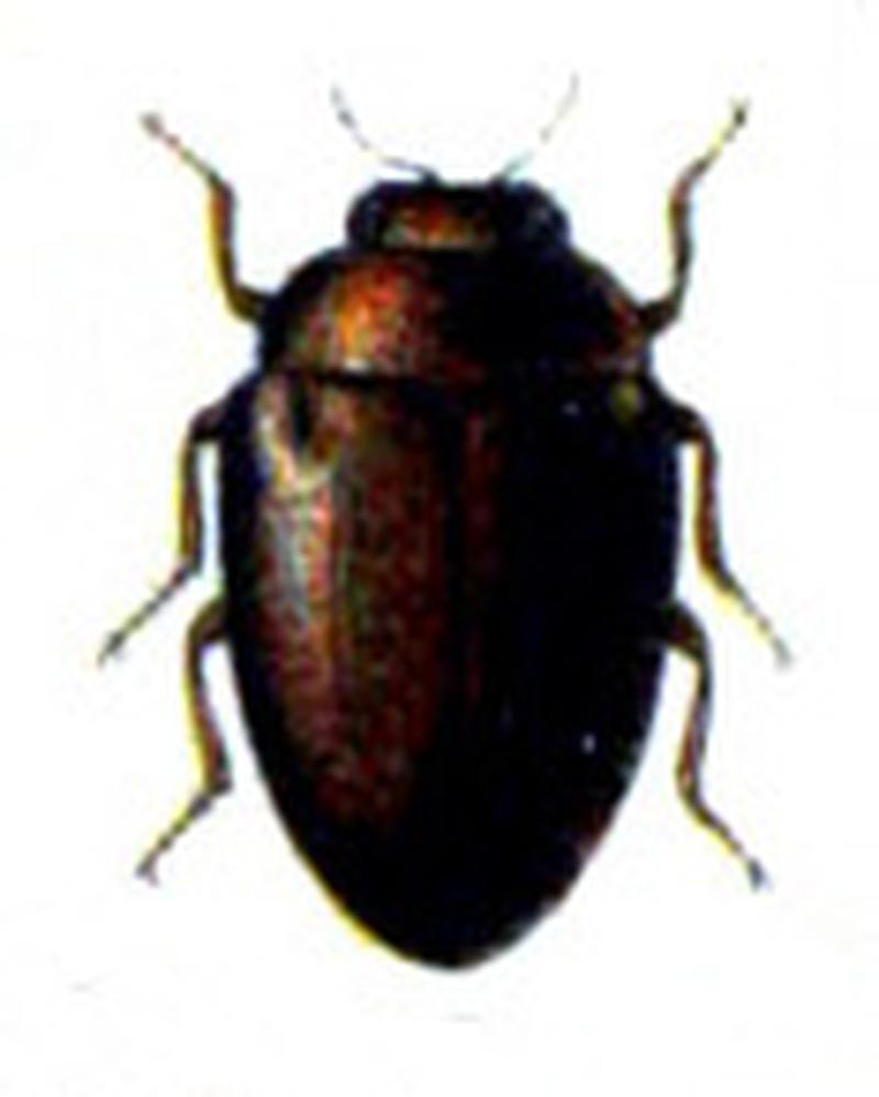 Trachys pumilus