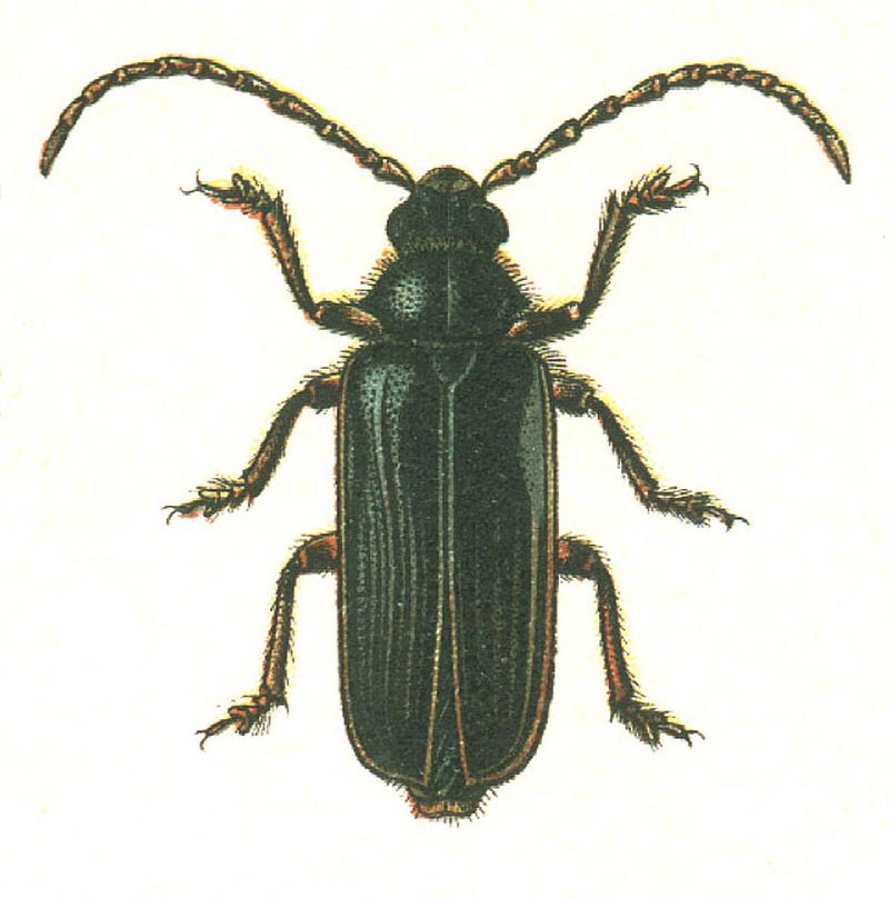 Tragosoma depsarium