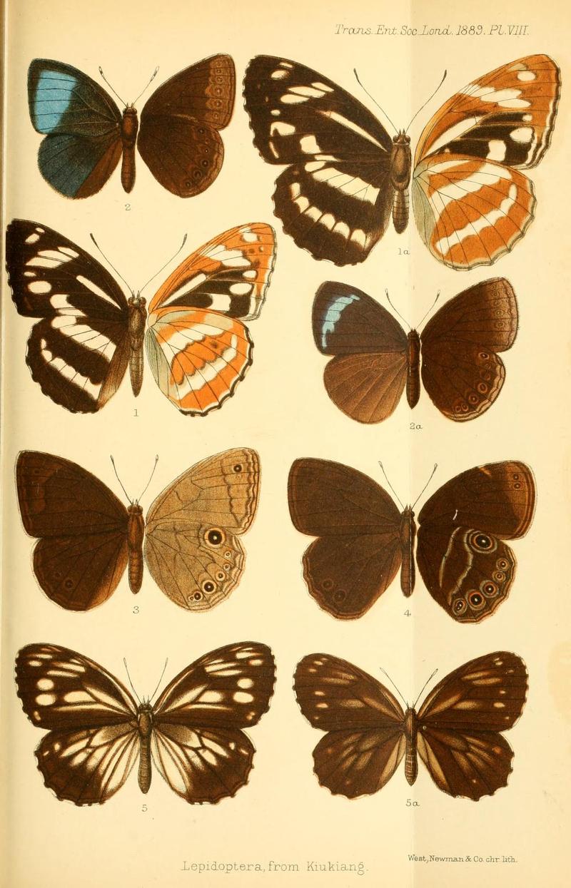 TransEntLond1889PlateVIII
