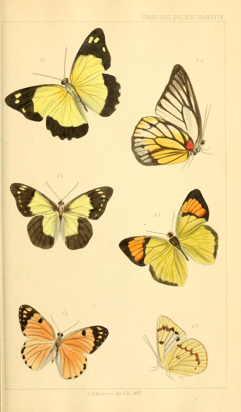 TransEntSoc1867PlateIX