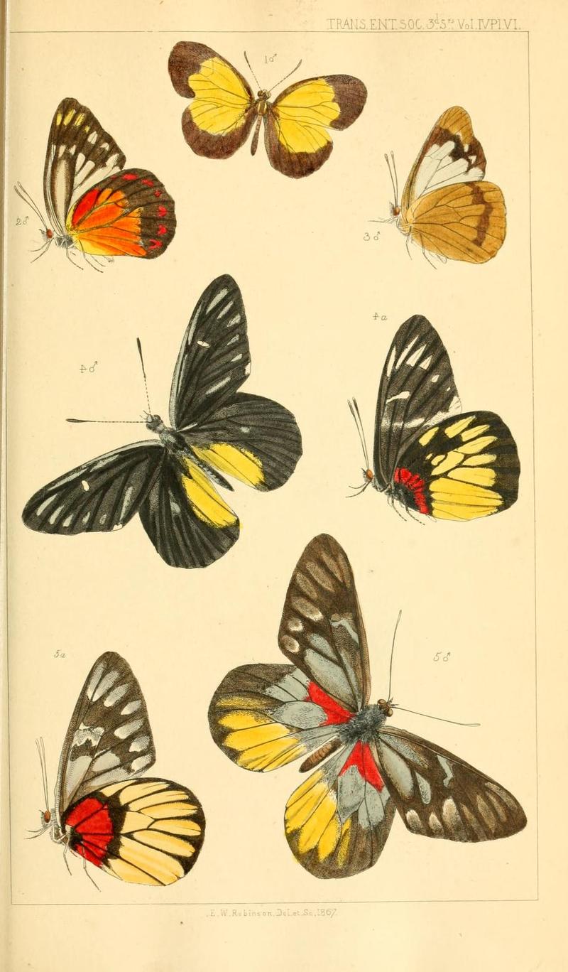 TransEntSoc1867PlateVI