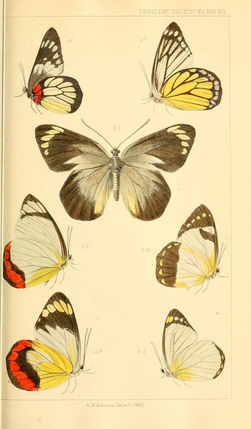 TransEntSoc1867PlateVII