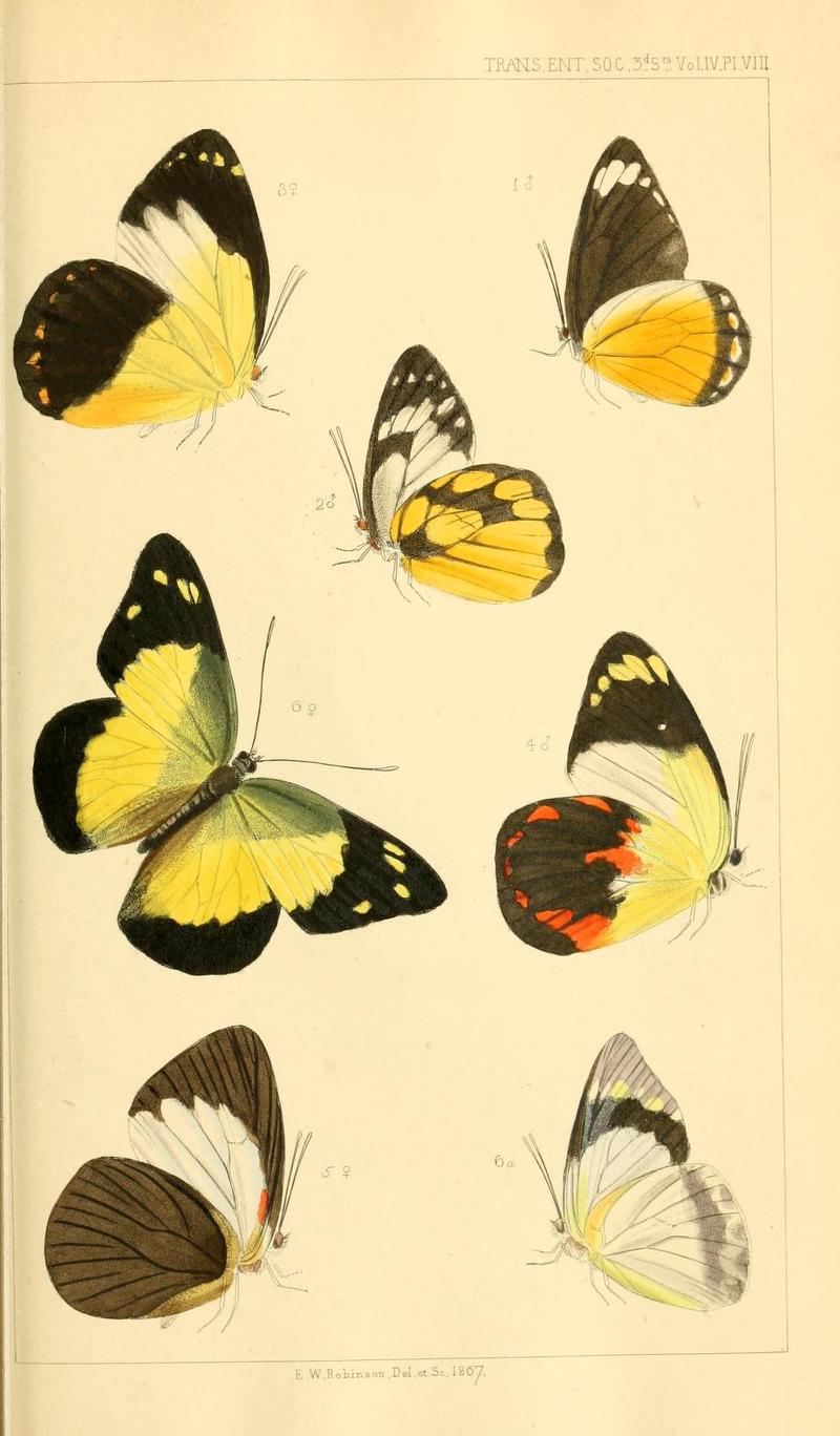 TransEntSoc1867PlateVIII
