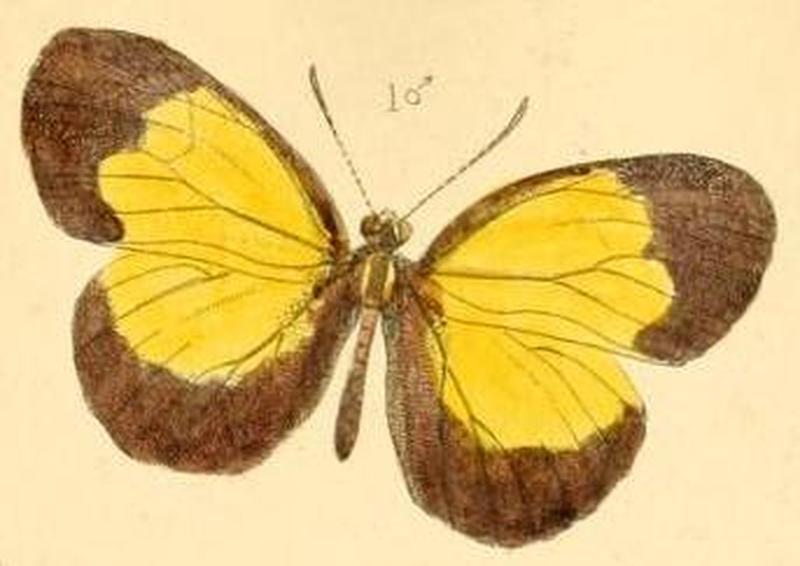 TransEntSoc1867PlateVI (cropped)