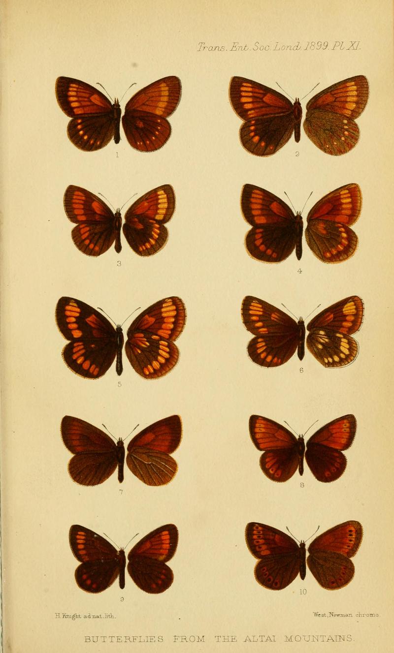 TransEntSocLond1899PlateXI