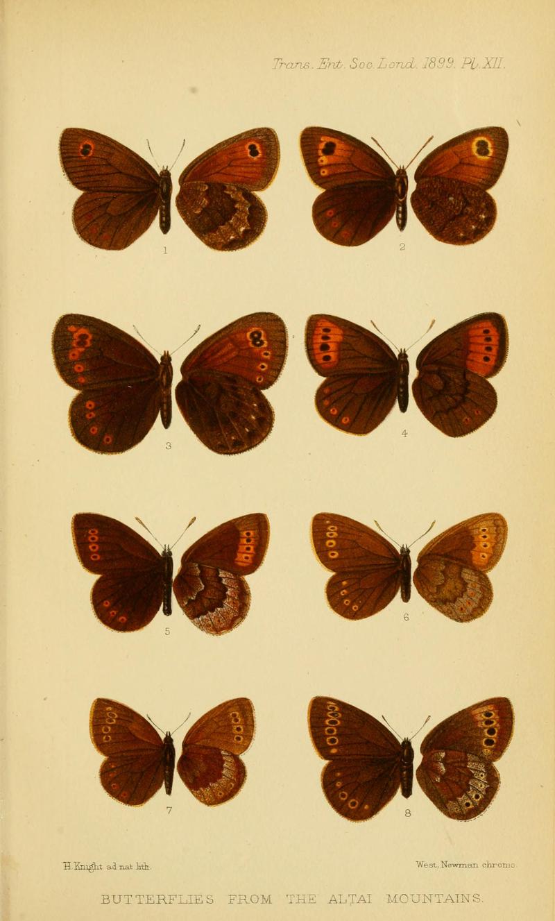 TransEntSocLond1899PlateXII