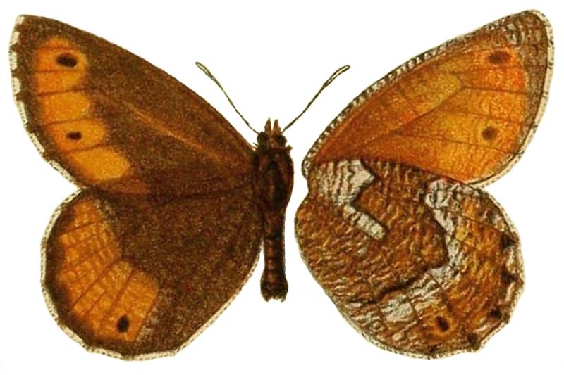 TransEntSocLond1899PlateXIII Oeneis magna dubia Elwes, 1899 male