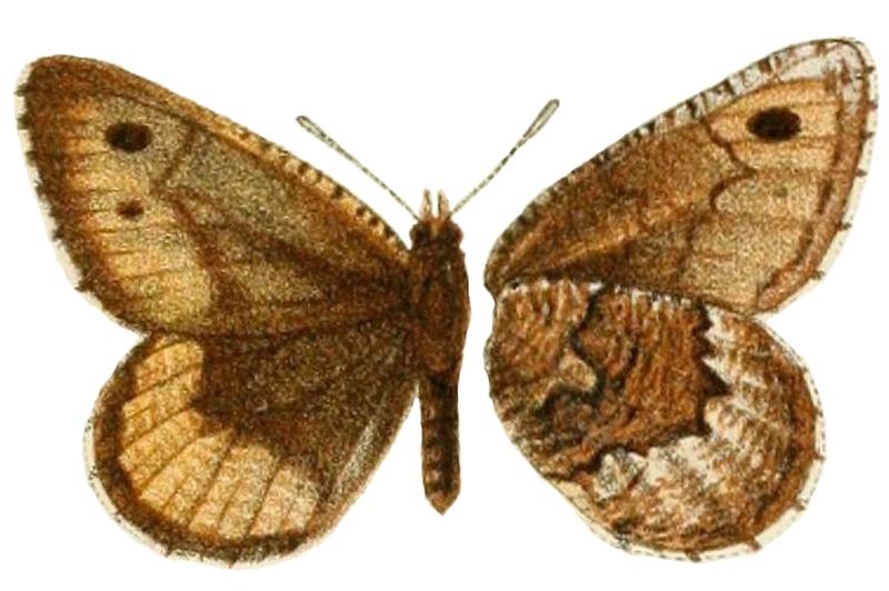 TransEntSocLond1899PlateXIII Oeneis mulla Staudinger, 1881 male