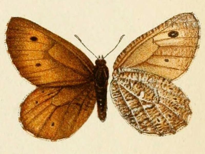 TransEntSocLond1899PlateXIII Oeneis sculda