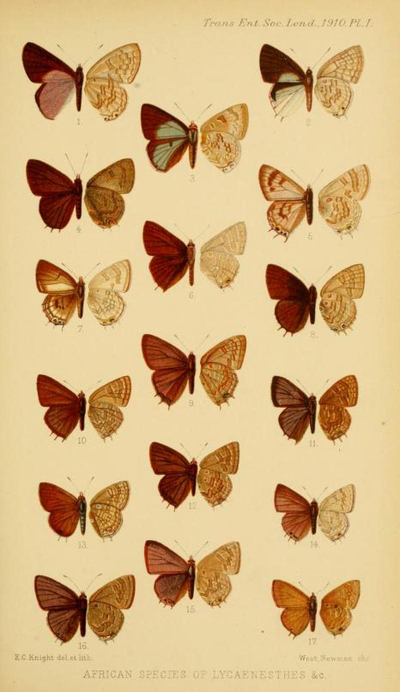 TransEntSocLond1910Plate1