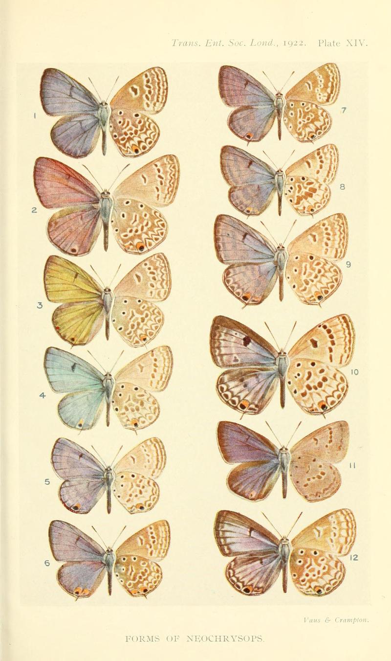 TransEntSocLondon1922PlateXIV