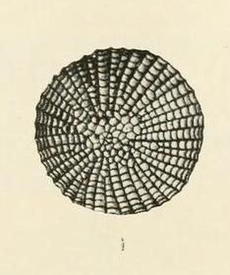 Transactions and proceedings of NZ Instutite v46 Pl. I Fig. 1(cropped)