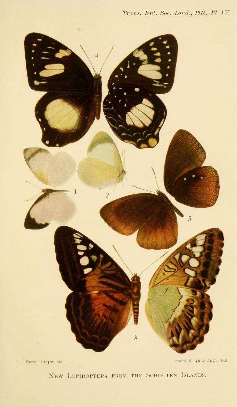 Transactions of the Entomological Society of London (1916) Plate IV