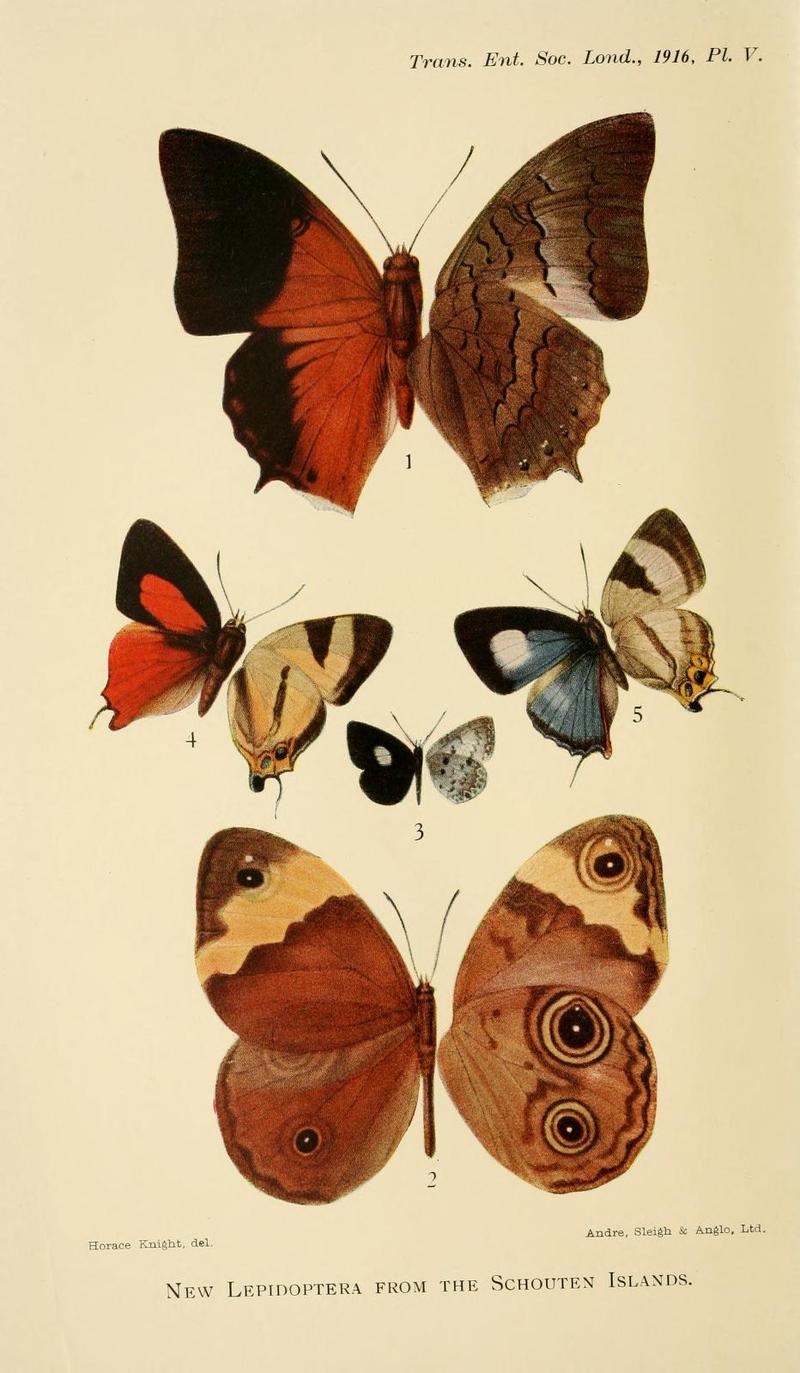 Transactions of the Entomological Society of London (1916) Plate V