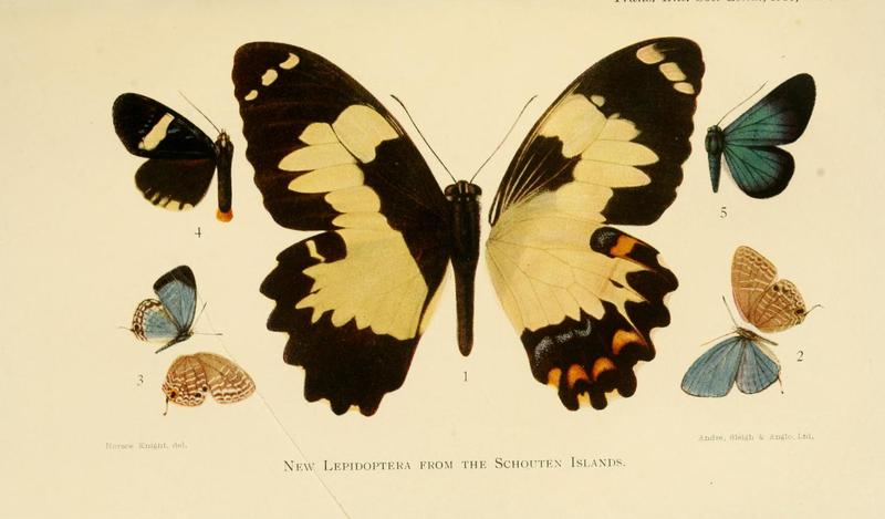 Transactions of the Entomological Society of London (1916) Plate VIa
