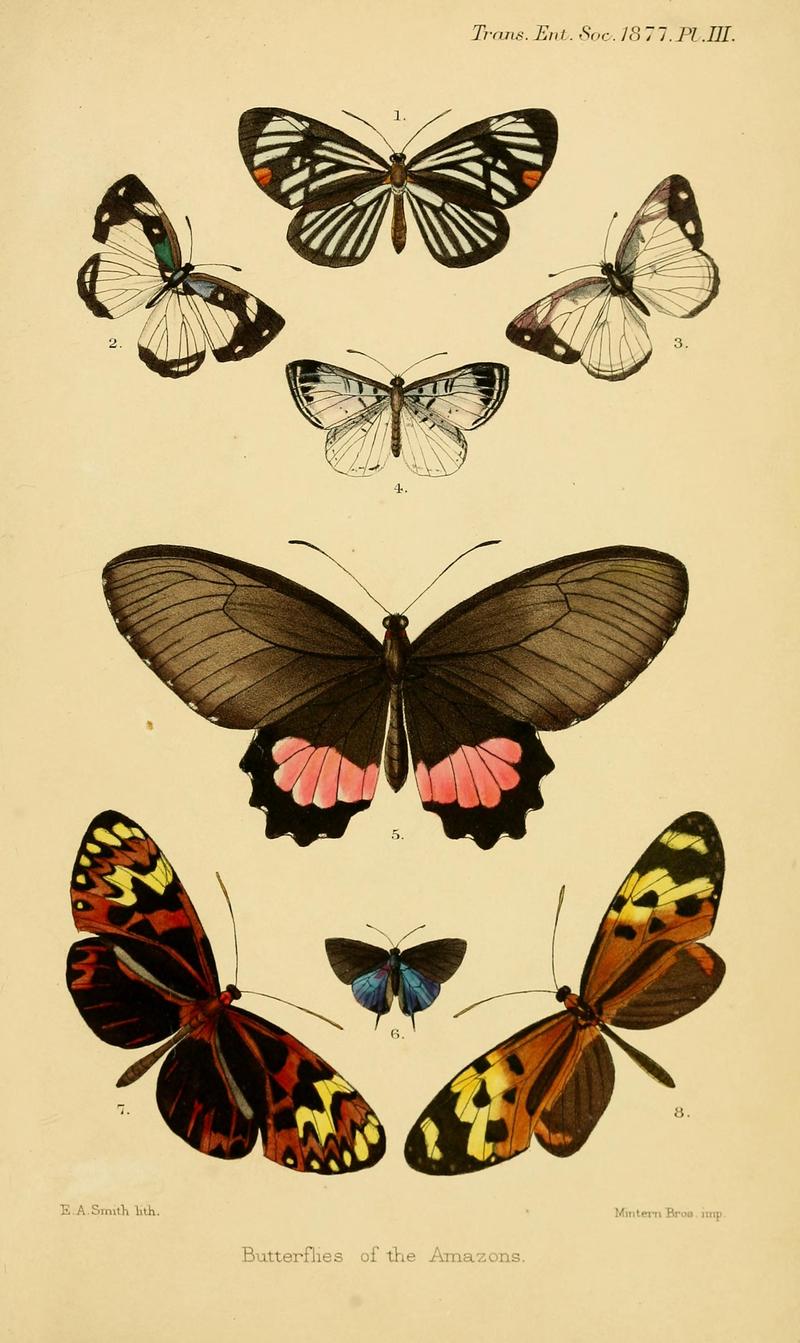 Transactions of the Entomological Society of London (Page III) BHL32000738