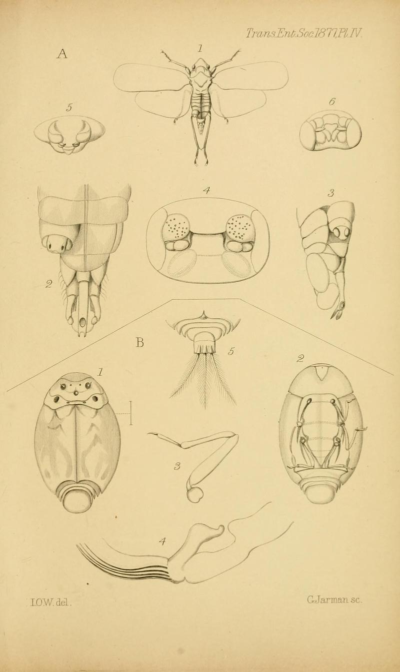 Transactions of the Entomological Society of London (Page IV) BHL32000740