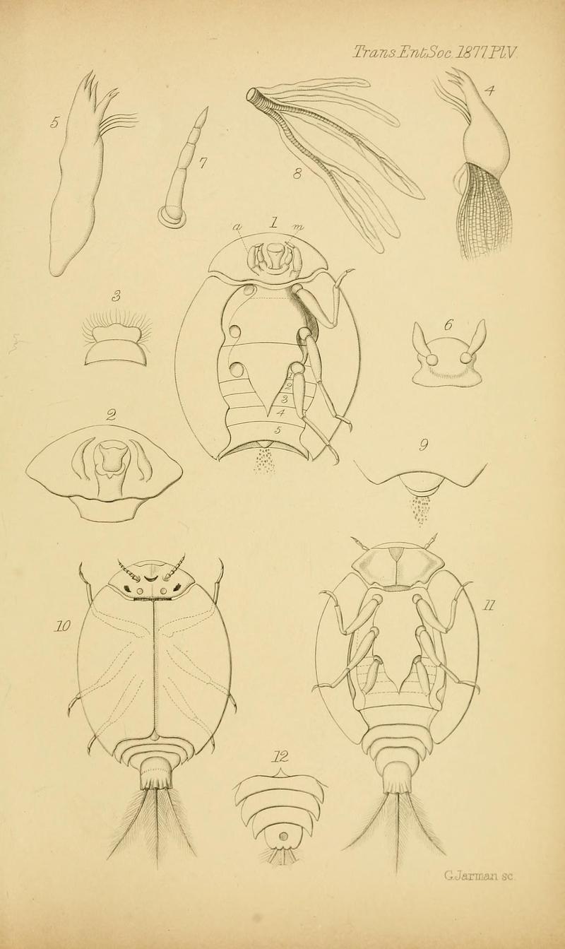 Transactions of the Entomological Society of London (Page V) BHL32000742