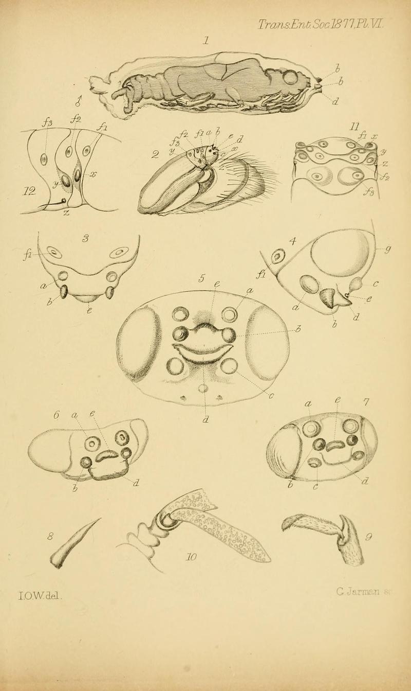 Transactions of the Entomological Society of London (Page VI) BHL32000744