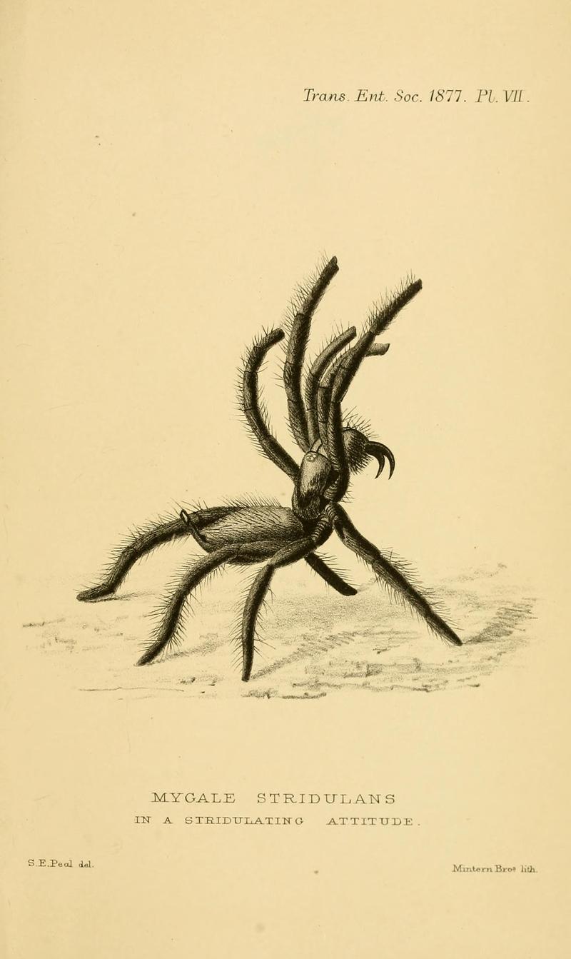 Transactions of the Entomological Society of London (Page VII) BHL32000746