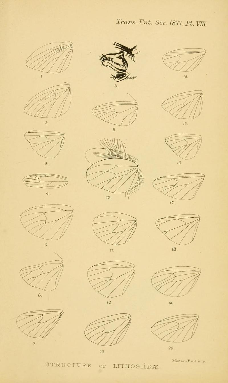 Transactions of the Entomological Society of London (Page VIII) BHL32000748