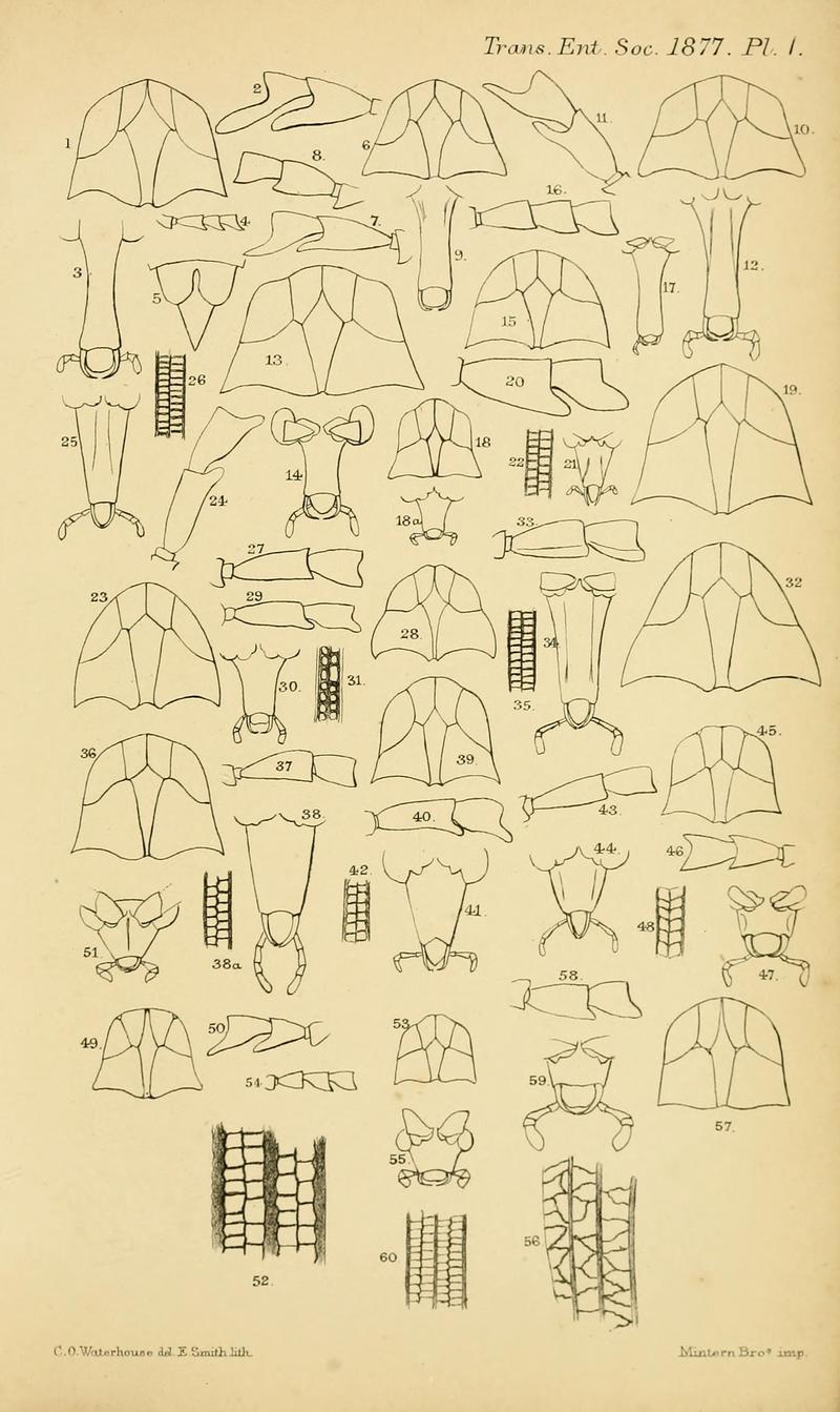 Transactions of the Entomological Society of London (Plate 1) BHL32000734