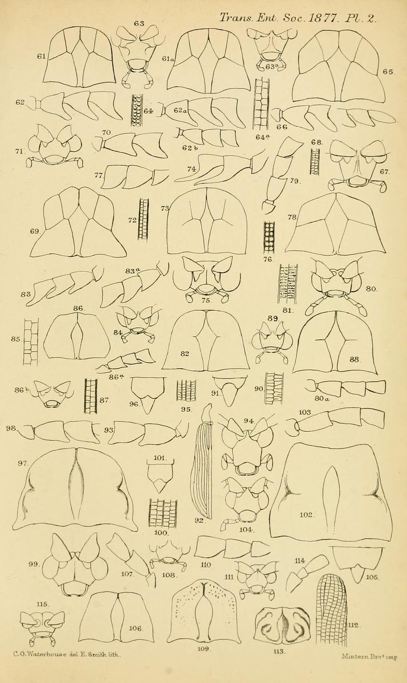 Transactions of the Entomological Society of London (Plate 2) BHL32000736