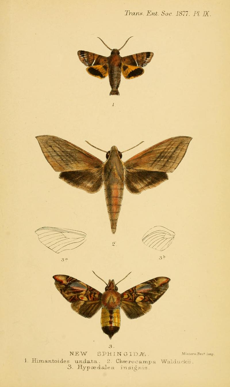 Transactions of the Entomological Society of London (Plate IX) BHL32000750