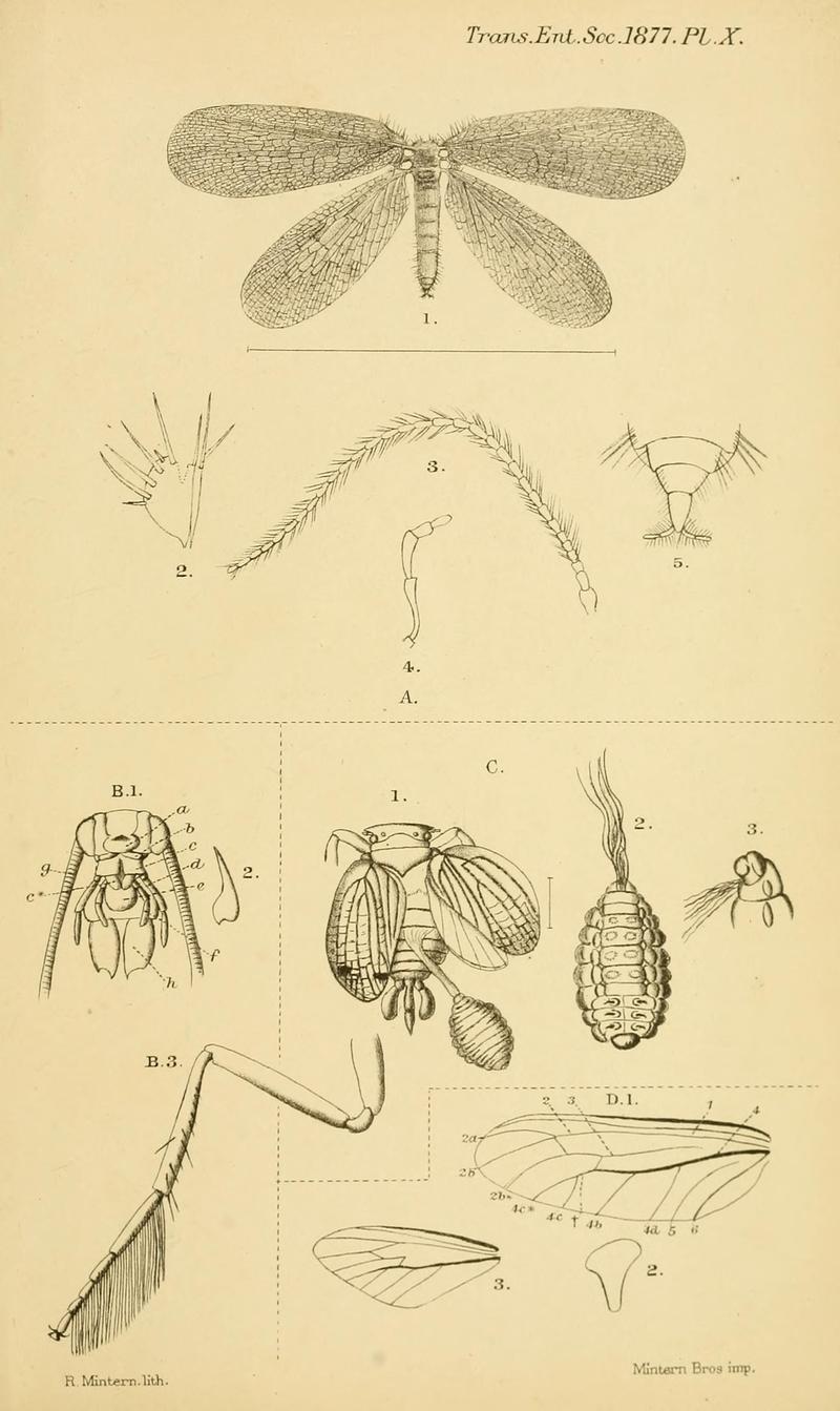 Transactions of the Entomological Society of London (Plate X) BHL32000752