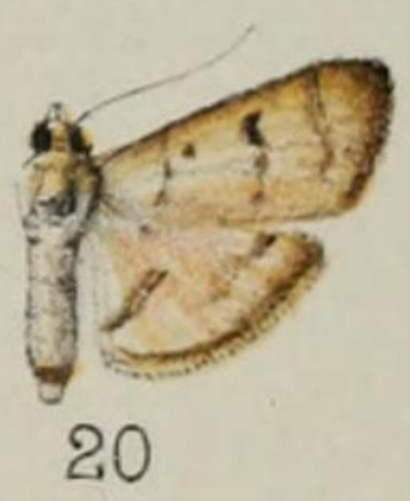 Transactions of the Entomological Society of London 1901 Pl VI fig 20 Pachyzancla distincta
