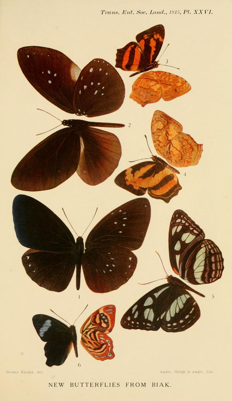 Transactions of the Entomological Society of London 1915 Plate XXVI