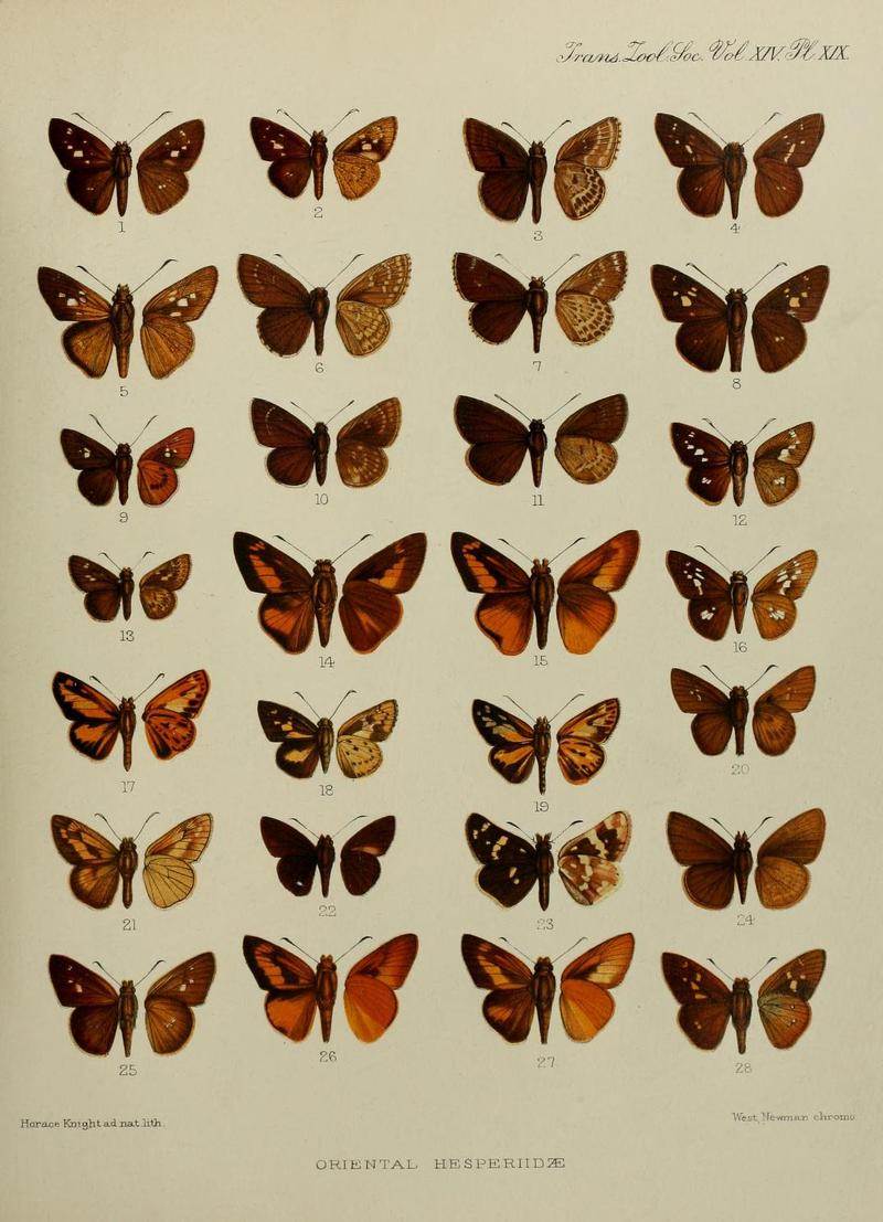 Transactions of the Zoological Society of London (1897) Plate XIX