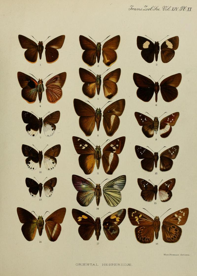 Transactions of the Zoological Society of London (1897) Plate XX
