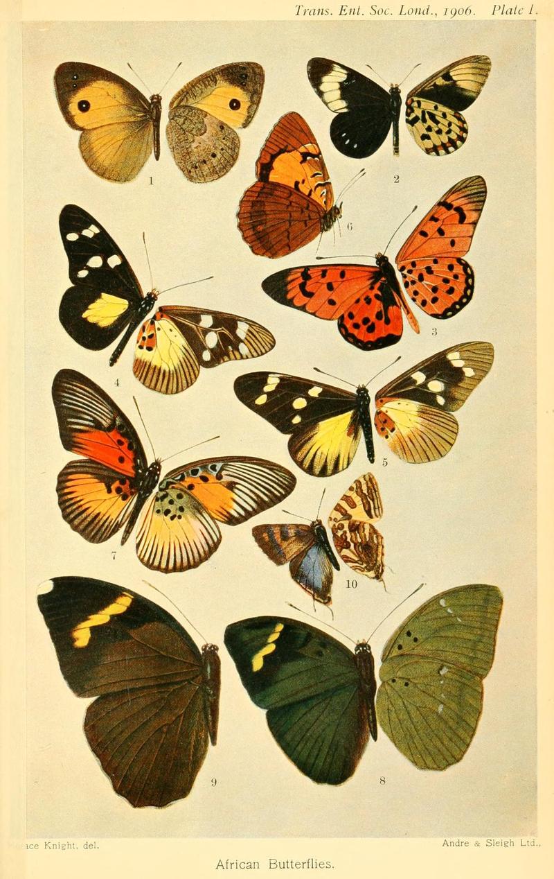 TransactionsoEntomological Society1906Plate1