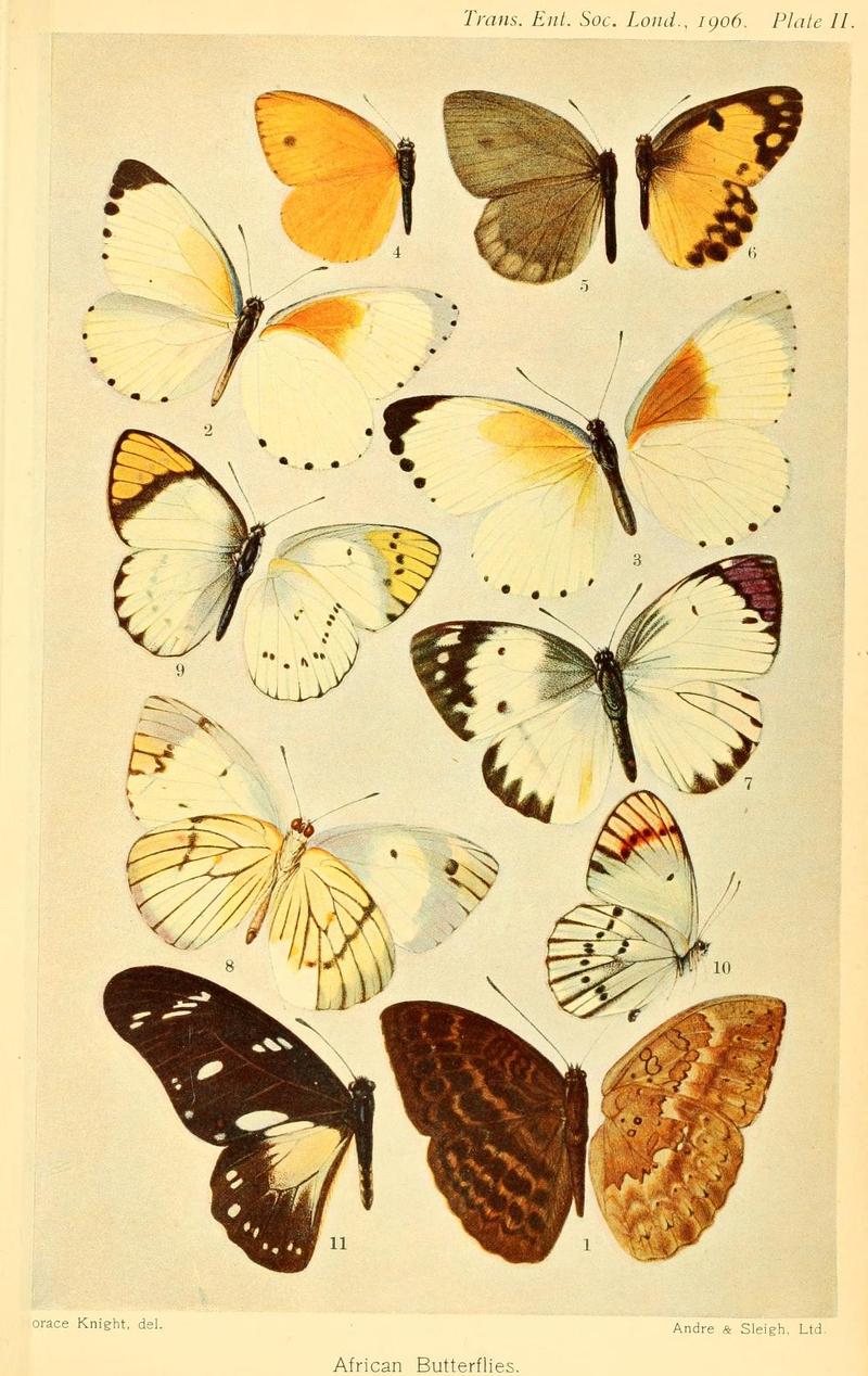 TransactionsoEntomological Society1906Plate2